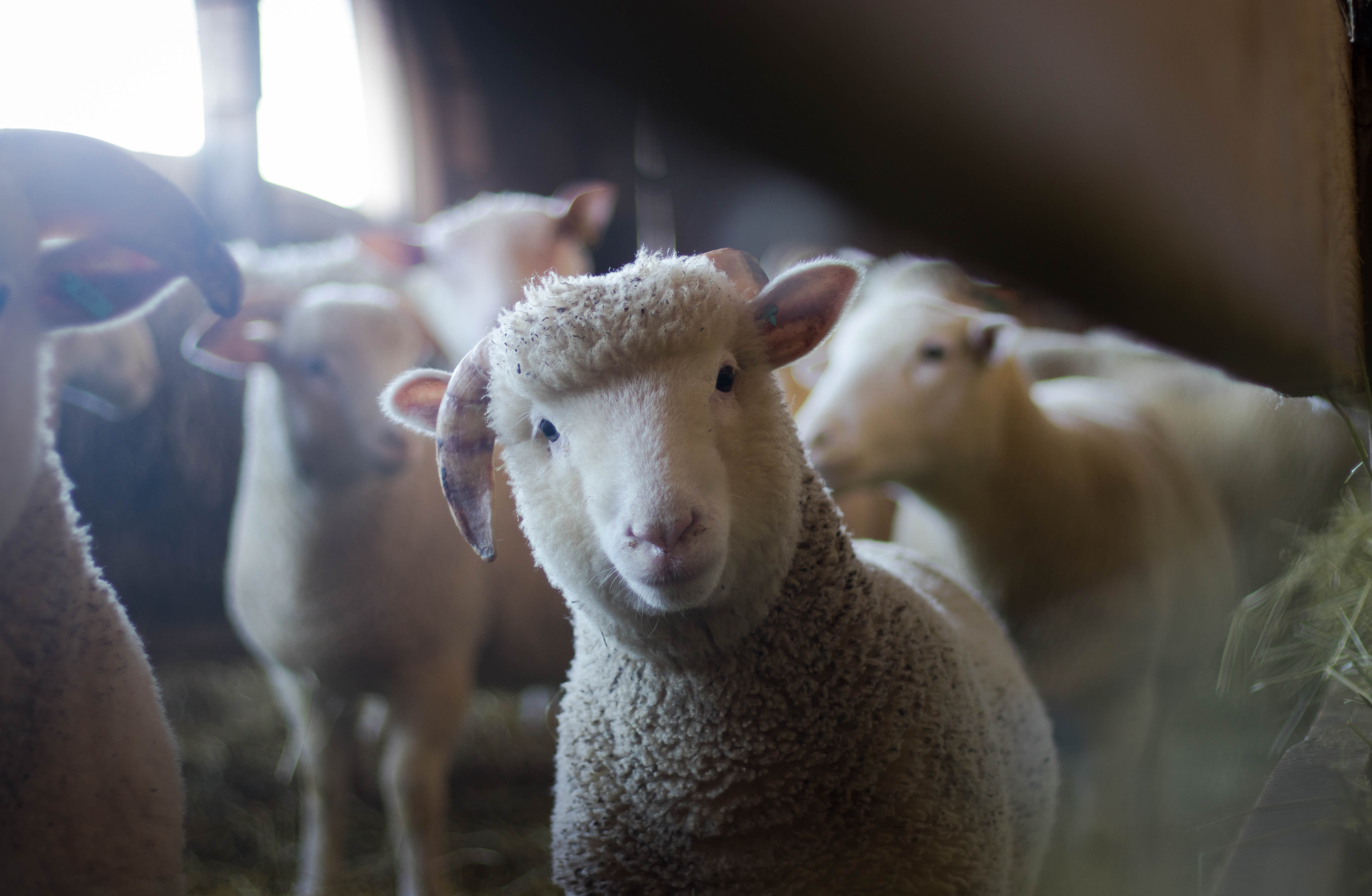 sheep in a barn stares deep into the camera lens.