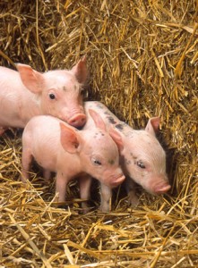 Baby pigs